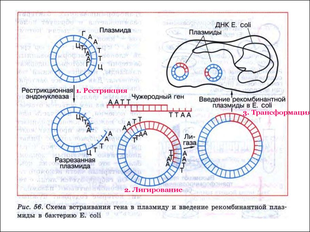 Плазмиды дрожжей. Репликация плазмид бактерий. Схема трансформации рекомбинантной ДНК. Плазмиды в генной инженерии. Схема плазмиды.