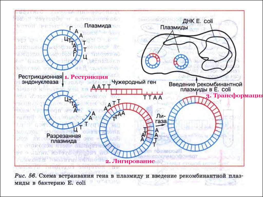 Рестриктазы и плазмиды