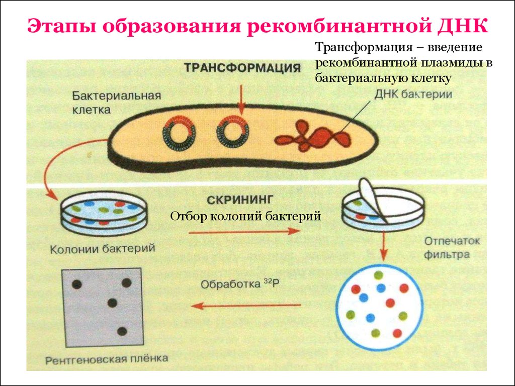 Методы введения плазмид. Введение рекомбинантных ДНК В клетки бактерий. Этапы технологии рекомбинантной ДНК. Метод рекомбинантных ДНК схема. Плазмида бактериальной клетки.