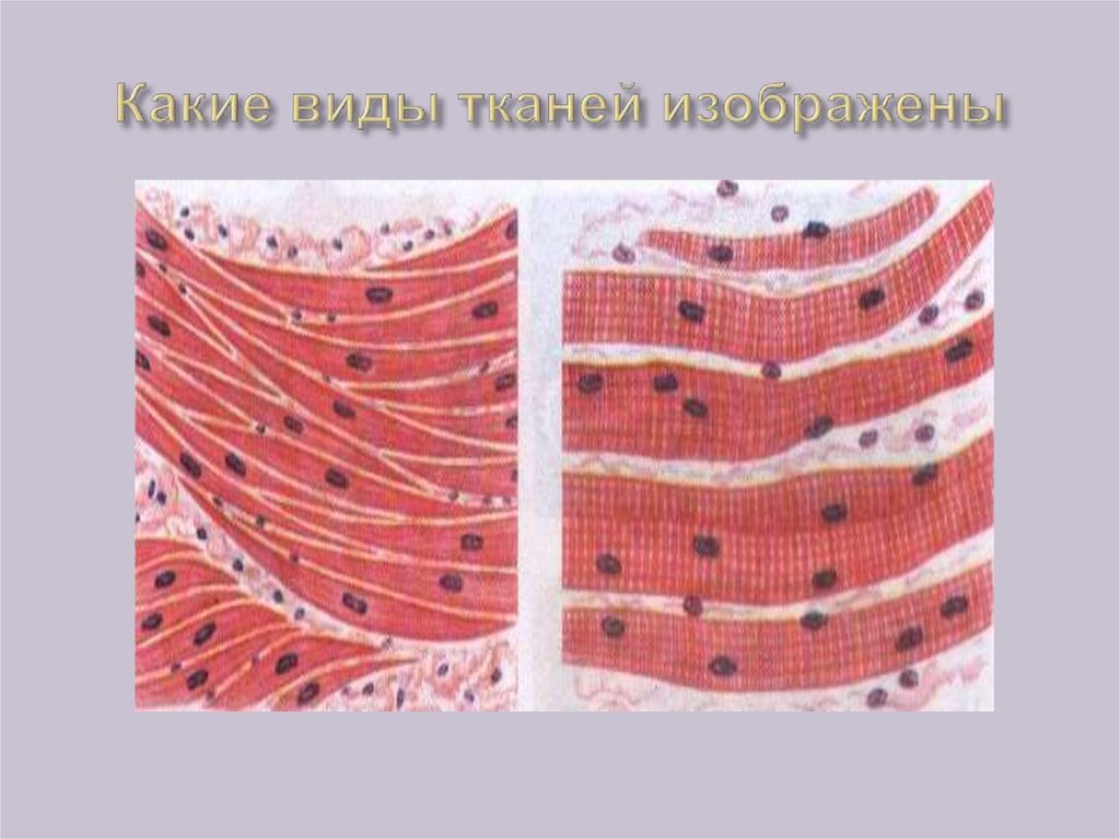 Какие ткани изображены на картинке 8 класс