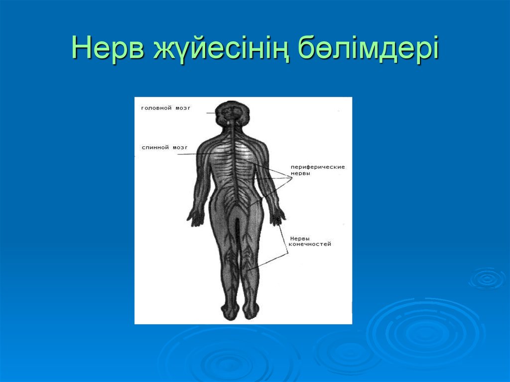 Орталық жүйке жүйесінің құрылысы мен қызметі презентация