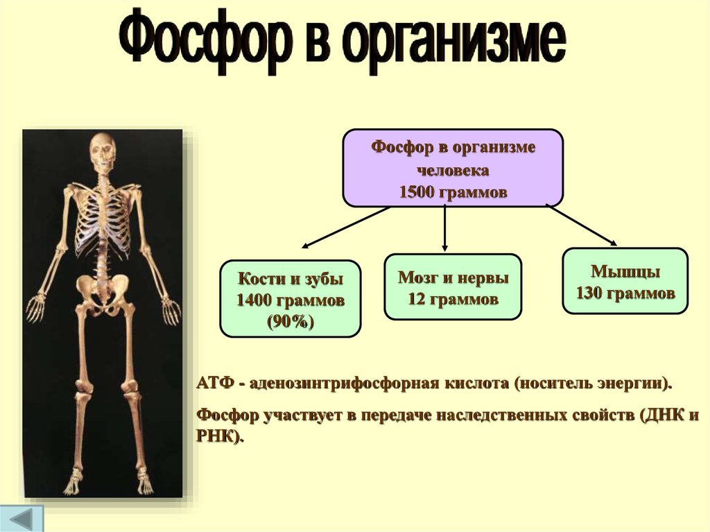 Химические свойства костей человека. Роль фосфора в организме человека. Фосфор для чего нужен организму. Фосфор — необходимый элемент в организме человека.. Фосфор в живых организмах.