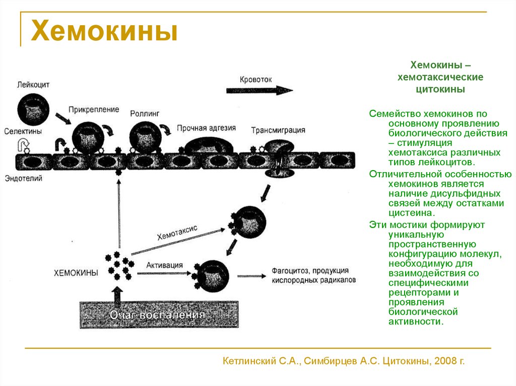 Хемокины