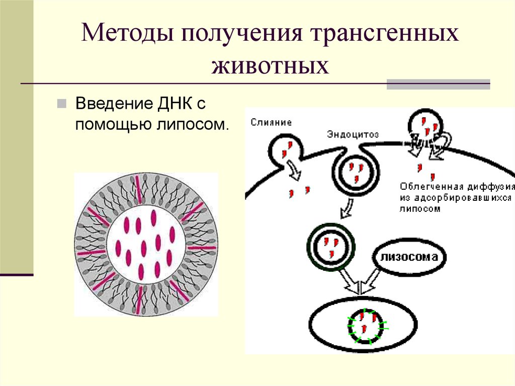 Днк животных. Метод липосом – переносчиков ДНК. Методы получения трансгенных животных. Технология получения трансгенных животных. Введение ДНК С помощью липосом.