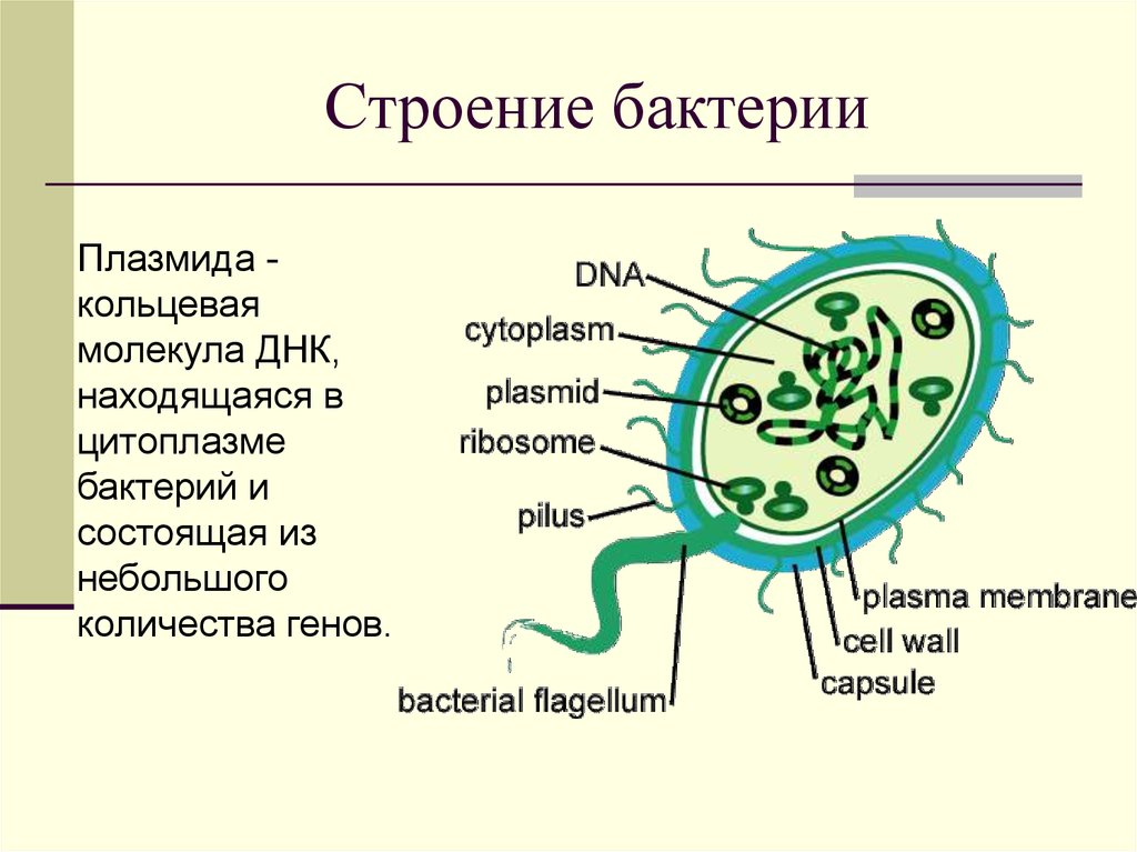 Бактерия строение функции