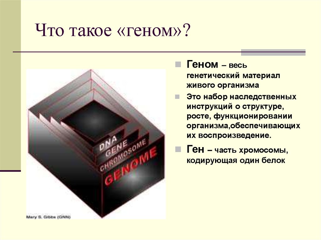 Что такое ген. Геном. Геном это простыми словами. Ген и геном. Генн.