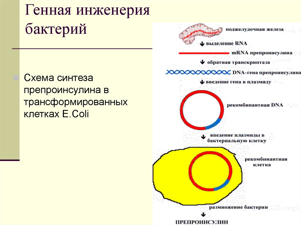 Этапы генной инженерии схема