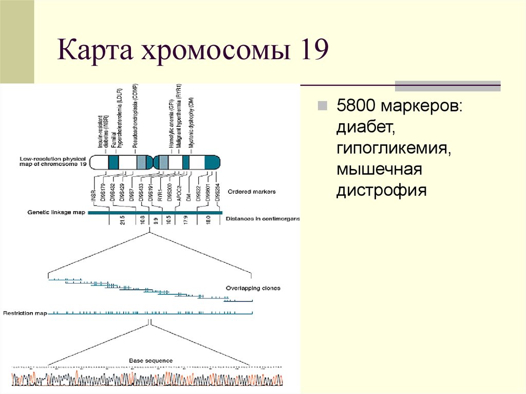 Генетические карты хромосом