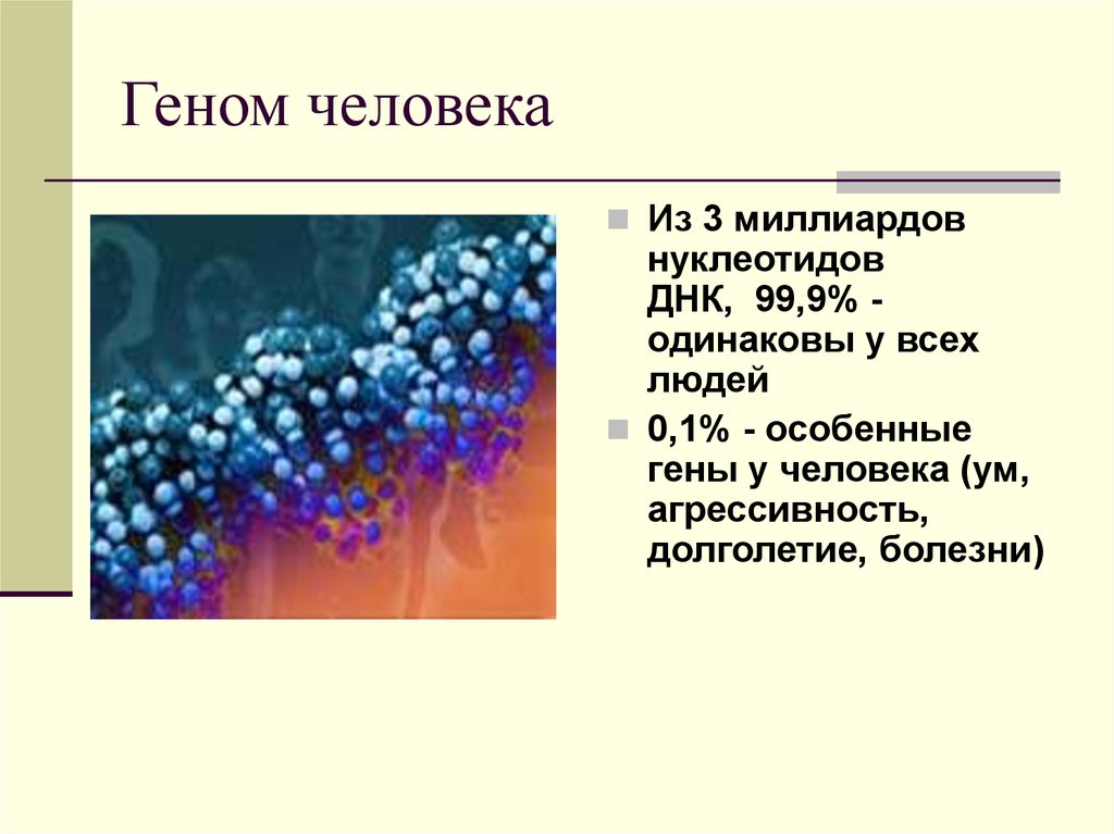 Проект геном человека презентация