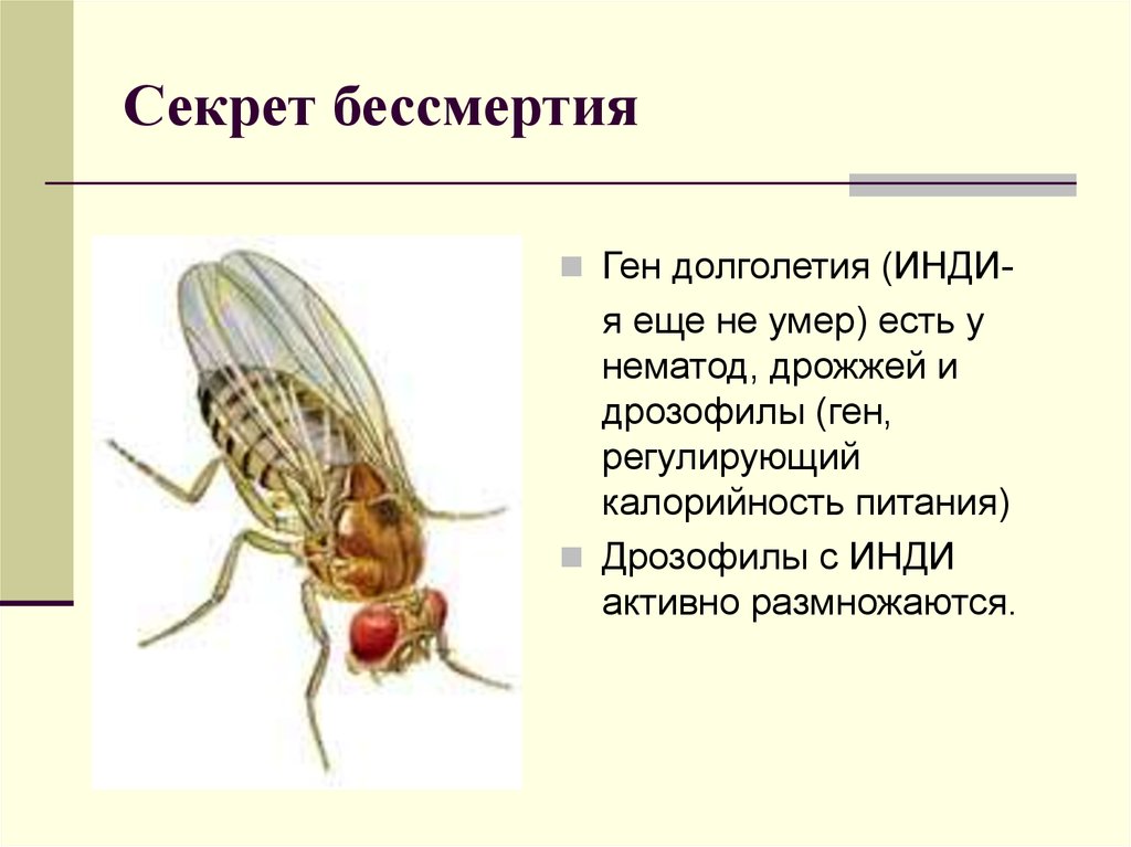 Дрозофила геном