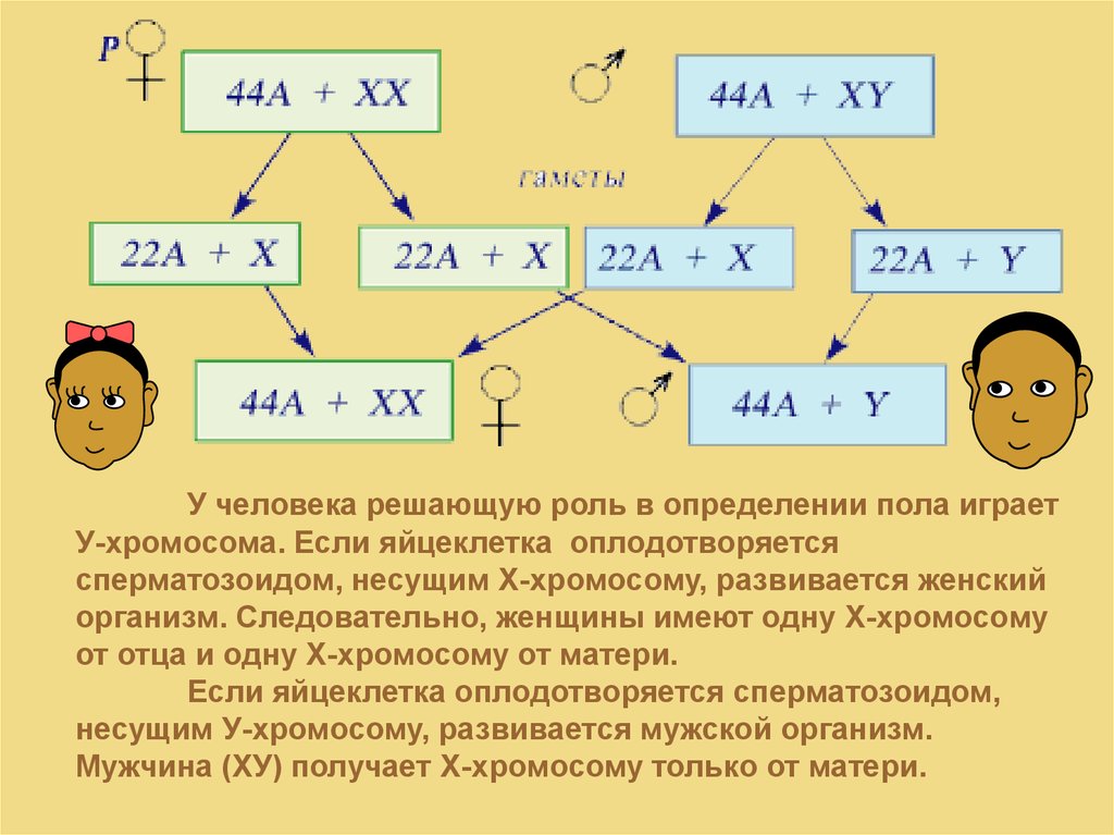 Теория определения пола