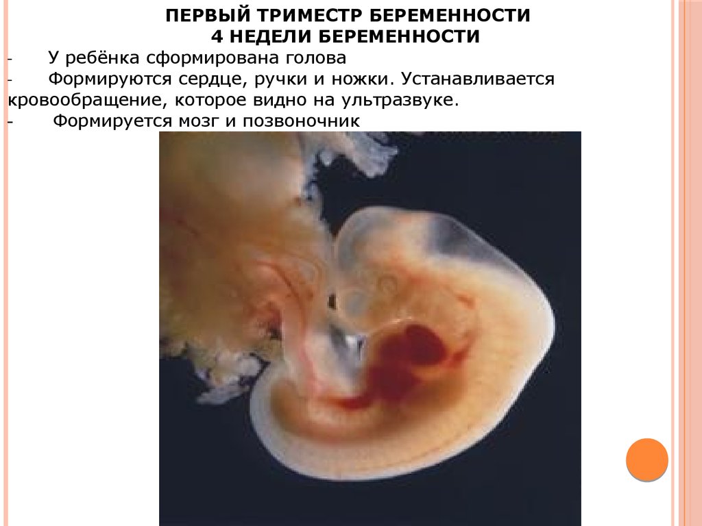 Забеременела 4 форум. Ребенок в 1 триместре беременности. Развитие зародыша в первые дни беременности. Беременность 1 триместр эмбрион. Второй триместр зародыш.