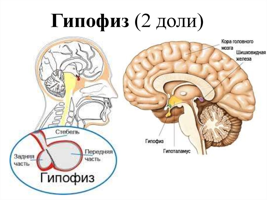 2 гипофиза. Строение головного мозга гипоталамус и гипофиз. Головной мозг гипоталамус гипофиз. Строение мозга эпифиз гипофиз. Гипофиз головного мозга рисунок.