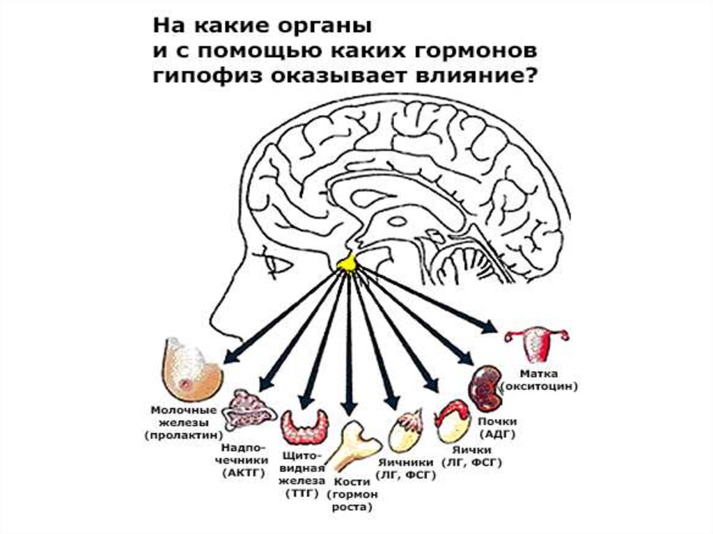 За что отвечают гормоны