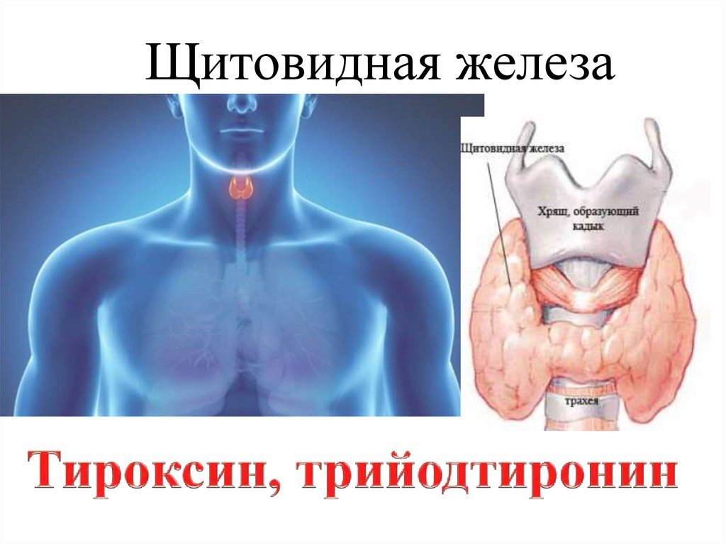 Гуморальная регуляция щитовидная железа. Щитовидная железа презентация анатомия.