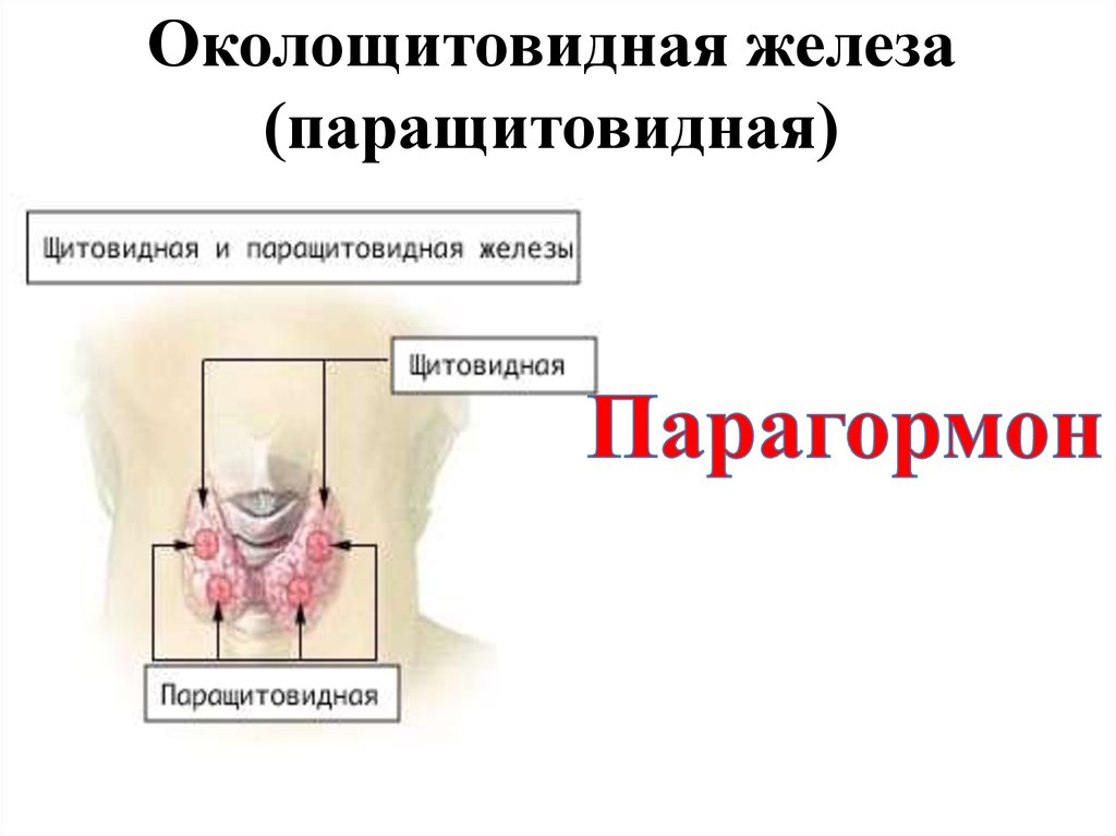 Паращитовидная железа презентация