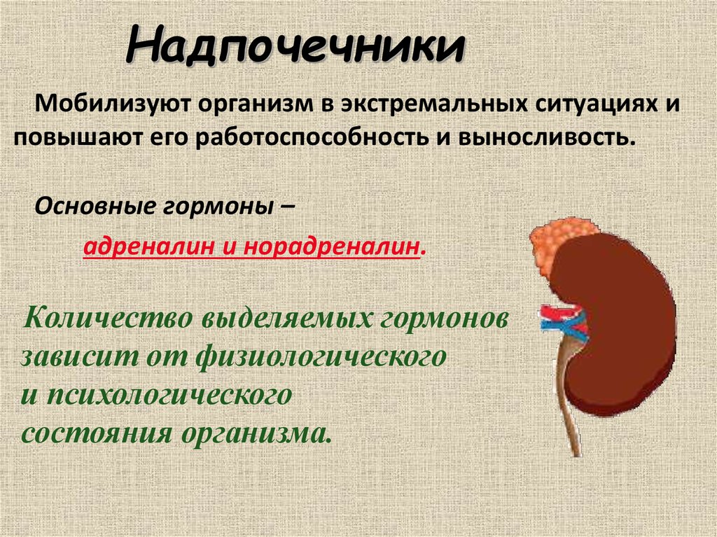 Надпочечники регулируются. Патология надпочечников. Надпочечники функции. Нарушение функции надпочечников. Роль надпочечников в организме.