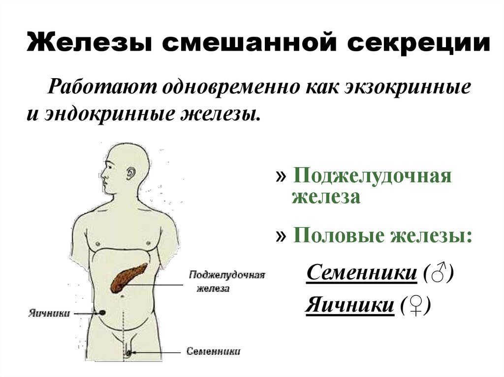 К железам смешанной секреции относятся гипофиз