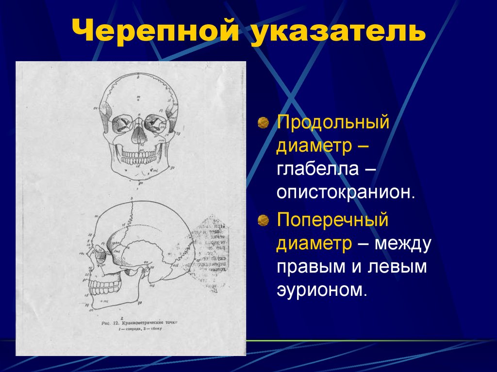 Поперечный диаметр. Черепной указатель. Антропометрические точки черепа. Продольный диаметр черепа. Поперечный диаметр черепа.