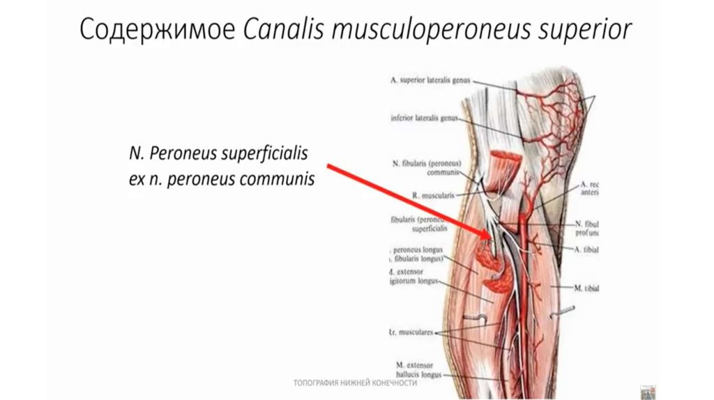 Содержимое приводящего канала. Нижний мышечно-малоберцовый канал (Canalis musculoperoneus inferior. Каналы голени топографическая анатомия. Мышечно-малоберцовый канал верхний Canalis musculoperoneus Superior. Canalis cruropopliteus стенки.