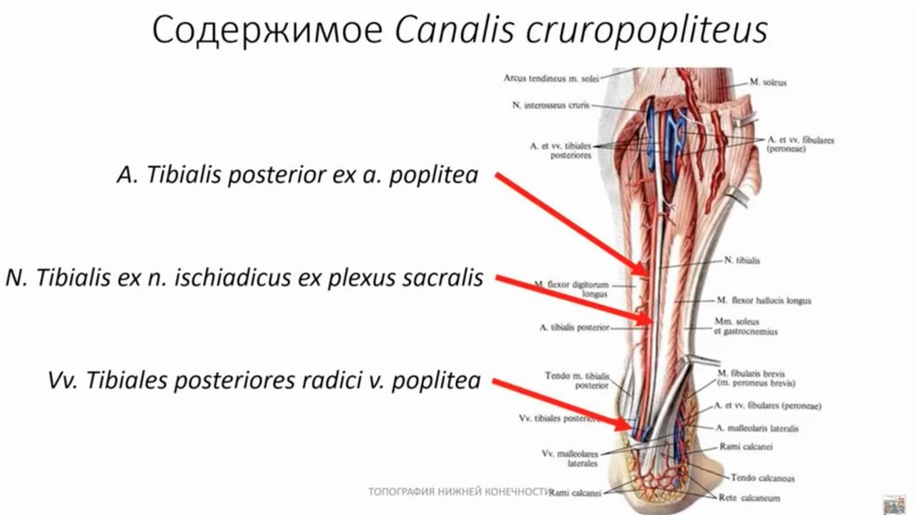 Canalis перевод с латинского. Canalis cruropopliteus топография. Canalis musculoperoneus inferior стенки. Каналы голени топографическая анатомия. Canalis cruropopliteus анатомия.