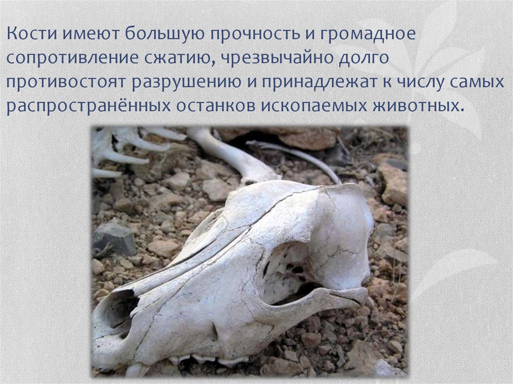 Кости имеют большую прочность и громадное сопротивление сжатию, чрезвычайно долго противостоят разрушению и принадлежат к числу самых ра