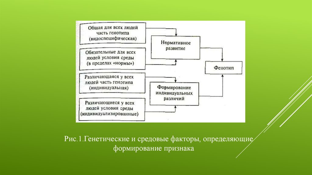 Нормативная и индивидуальная. Генетические и средовые факторы определяющие. Нормативное и индивидуальное в развитии психологических признаков.. Нормативное и индивидуальное развитие это в психологии. Средовые факторы это в психологии.