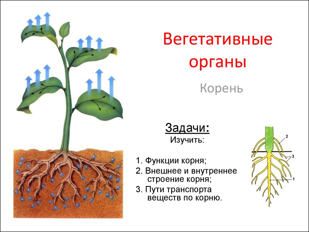 Функция органа корень. Вегетативные органы это в биологии. Строение вегетативного корня. Вегетативные органы растений корневая система. Корневище это вегетативный орган растения.