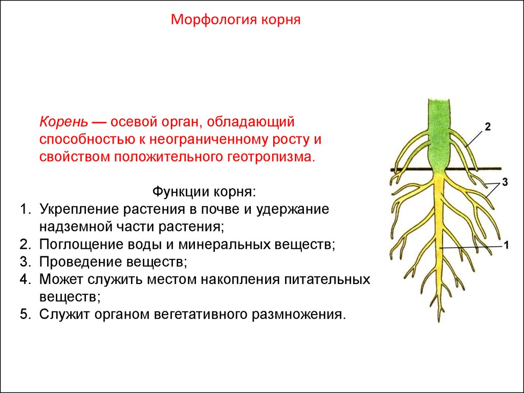 Лист обеспечивает корень. Корень вегетативный орган растения. Вегетативные органы растений: корень, побег, стебель, почки, лист.. Схема развития корня. Строение вегетативного корня.