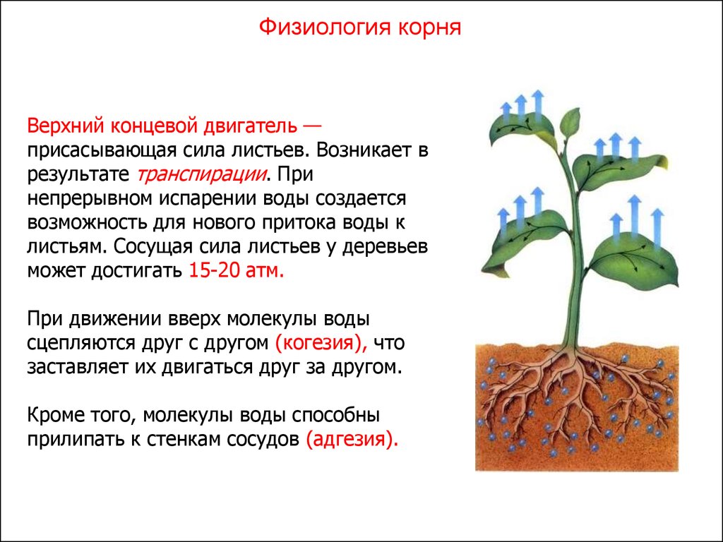 Животный какой корень. Верхний и Нижний концевой двигатель растений. Корневое давление и транспирация. Физиология корня.