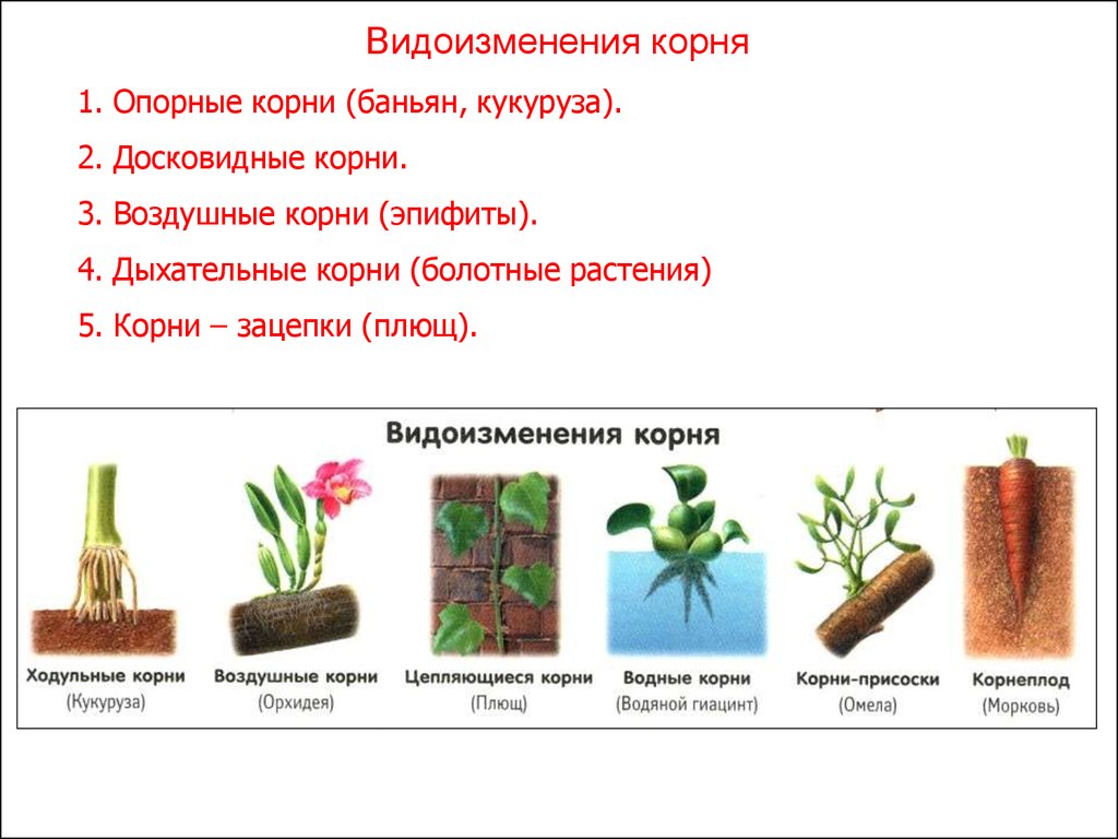 Видоизмененные корни 6 класс. Видоизмененные корни корнеплоды. Метаморфозы вегетативных органов корневища.