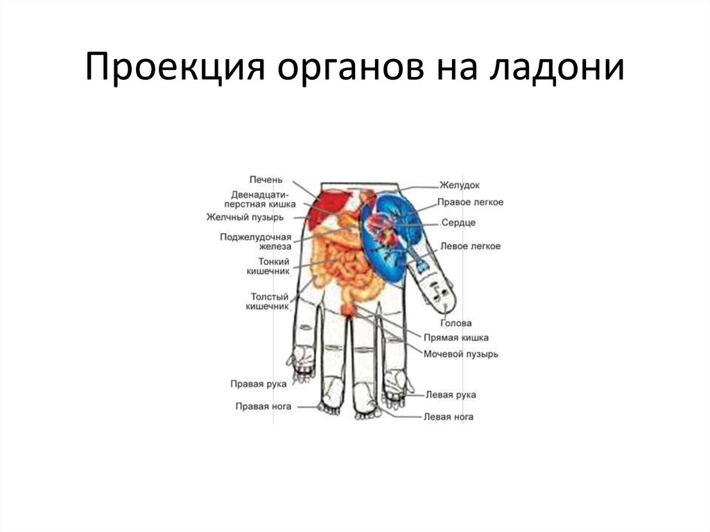 Органы на т. Проекция органов на ладони. Проекция внутренних органов на руке. Проекционные зоны органов на руках. Схема расположения органов на ладони.