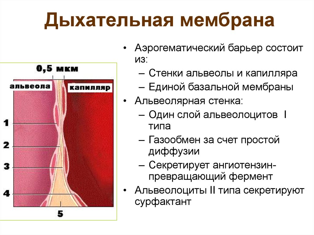 Аэрогематический барьер презентация