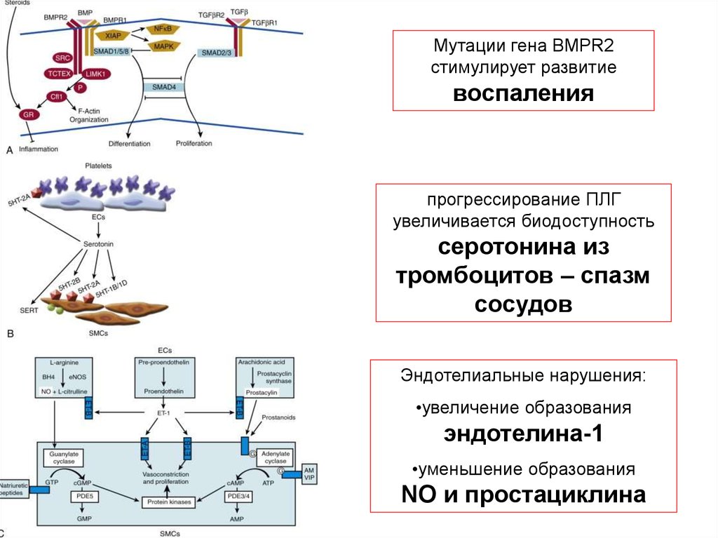 Патофизиология внешнего дыхания презентация