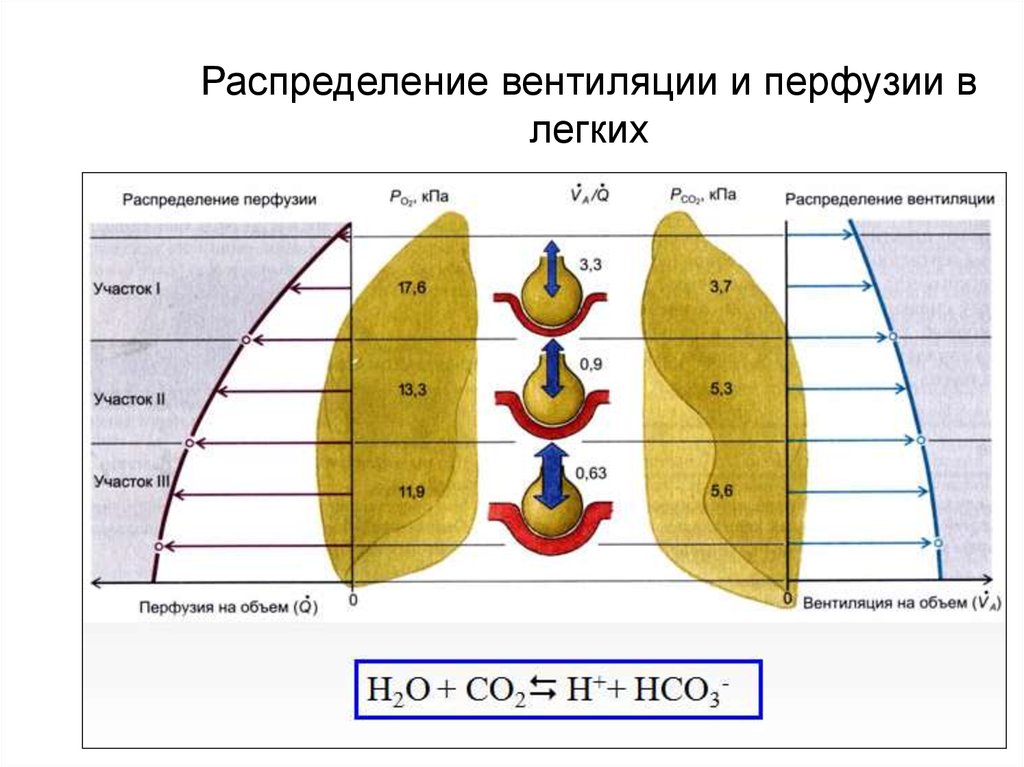 Соотношение вентиляции и перфузии