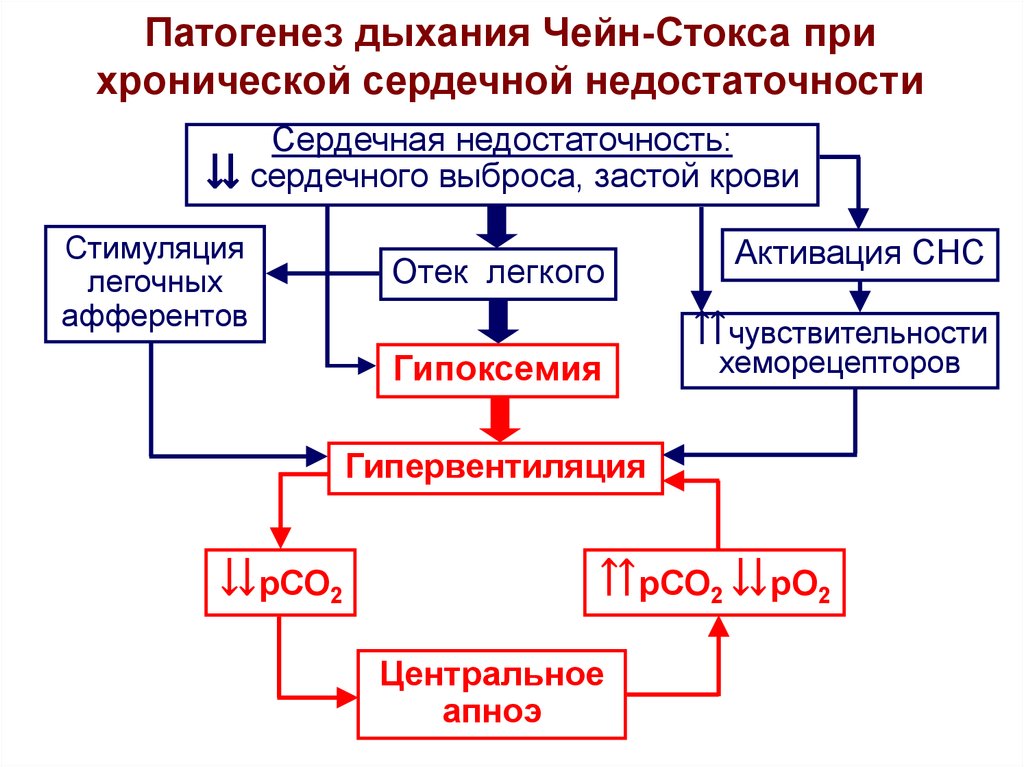 Развитии дыхательной недостаточности. Схема патогенеза сердечной недостаточности. Патогенез гидроторакса при сердечной недостаточности. Патогенез дыхания Чейна Стокса схема. Схема патогенеза периодического дыхания.