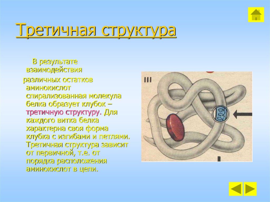 Третичная структура молекулы. Третичная структура белка характеризуется. Структура белков биология третичная. Роль третичной структуры белка. Третичная структура белка имеет форму.