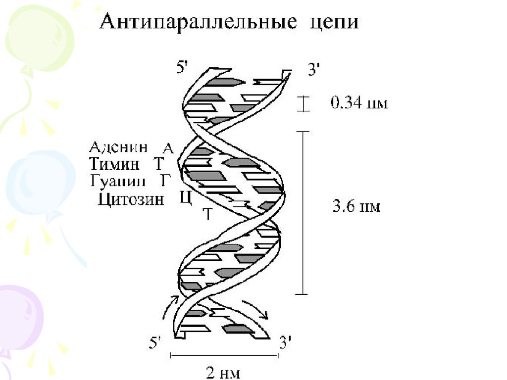 Значение молекул днк. Строение молекулы ДНК. ДНК схематичное изображение. Схематическое изображение структуры ДНК. Структура молекулы ДНК В виде.