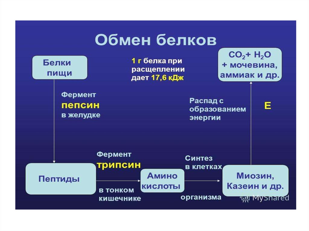 Обмен веществ у ели. Обмен веществ и энергии основное свойство всех живых существ. Обмен веществ и энергии основное свойство всех живых существ таблица. Схема белкового обмена в организме. Живые существа и обмен энергии и веществ наглядность.