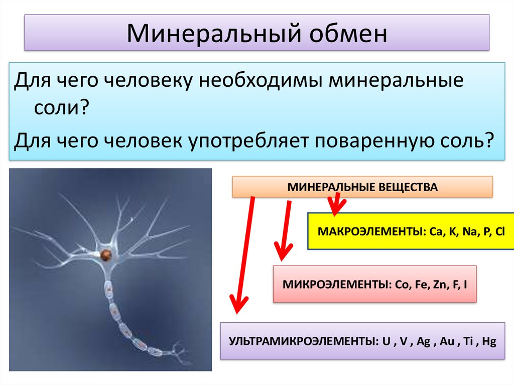 Минеральный обмен