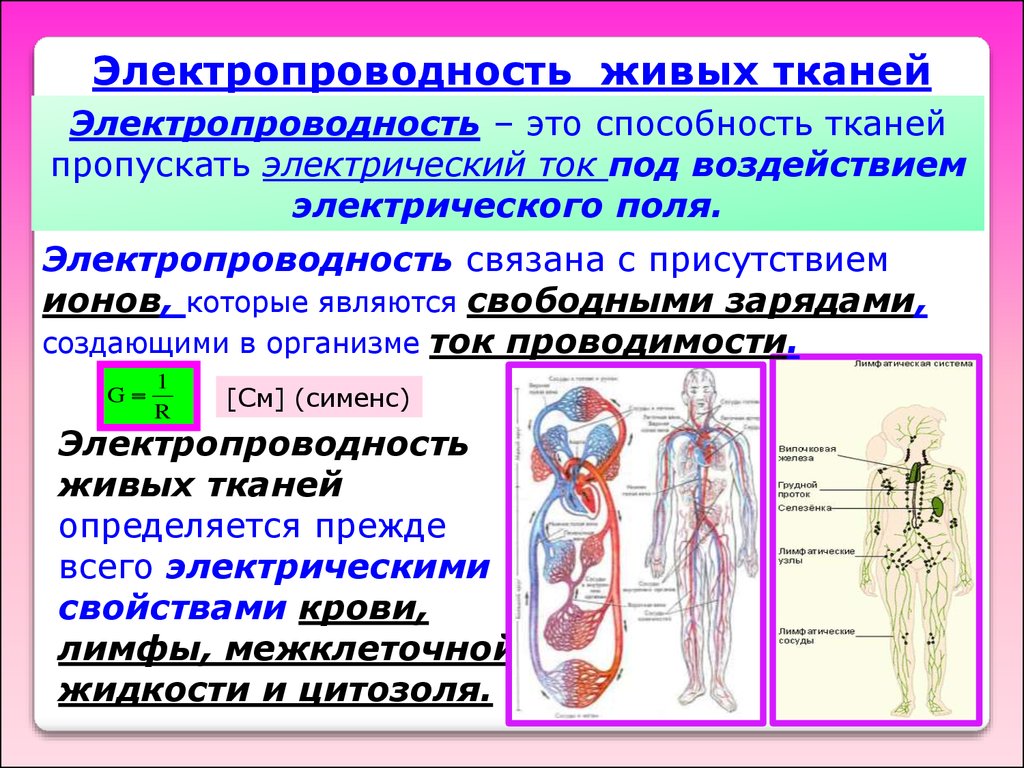 Проводящие тела. Проводимость биологических тканей. Электропроводность живых тканей. Электропроводность тканей человека. Пассивные электрические свойства тканей тела.