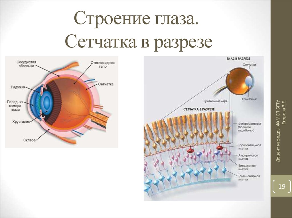 Сетчатая оболочка глазного. Строение сетчатки глаза слои. Строение сетчатки глаза анатомия. Сетчатка глаза строение и функции. Микроскопическое строение зрительной части сетчатки глаза.