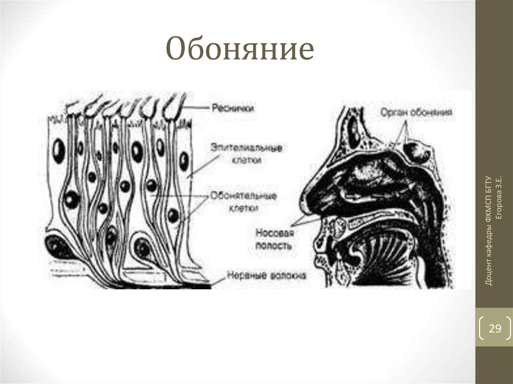 Факты обоняния. Орган обоняния. Орган обоняния рисунок. Орган обоняния гистология. Щеточные клетки органа обоняния.