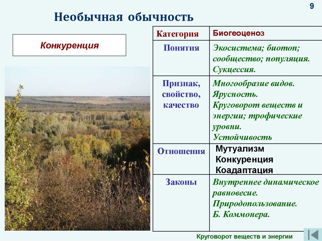 Природные экосистемы кратко. Разнообразие видов биогеоценоза. Видовое многообразие экосистем. Разнообразие видов в экосистеме. Видовое многообразие биогеоценозов.