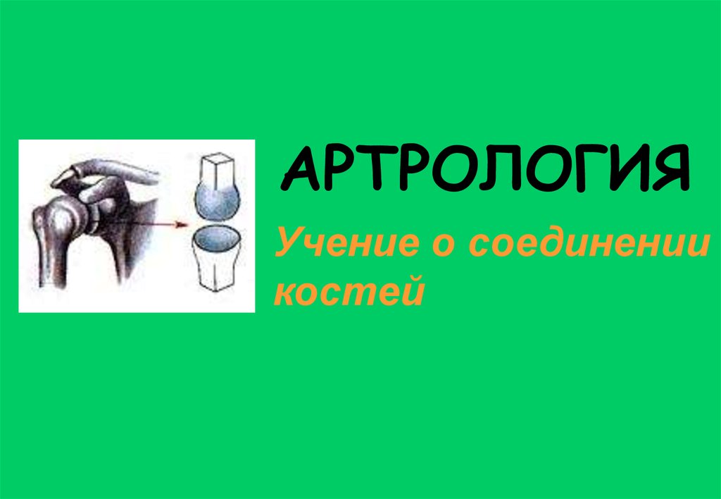 Артрология анатомия презентация