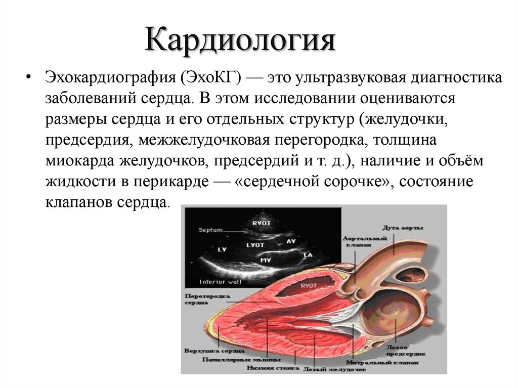 Эхокардиография. УЗИ сердца (эхокардиография). Толщина МЖП. Толщина миокарда межжелудочковой перегородки. Эхокардиография предсердий сердца?.