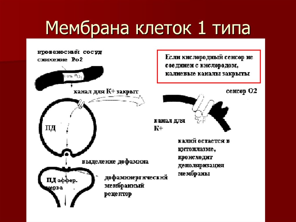 Мембранный тип. Мембраны 1 типа. Регуляция карбамоилсинтетазы 1 типа.