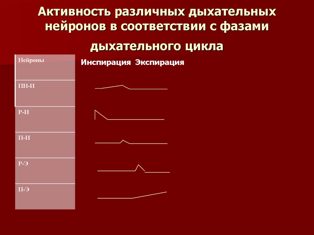 Экспирация это. Активность различных дыхательных нейронов. Фазы активности дыхательных нейронов,. Классификация дыхательных нейронов. Основные типы нейронов дыхательного центра по паттерну активности.