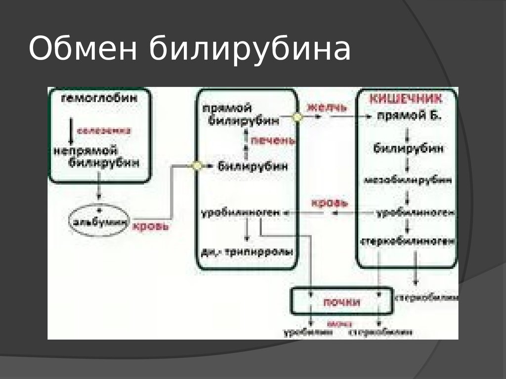 Схема обмена билирубина в норме