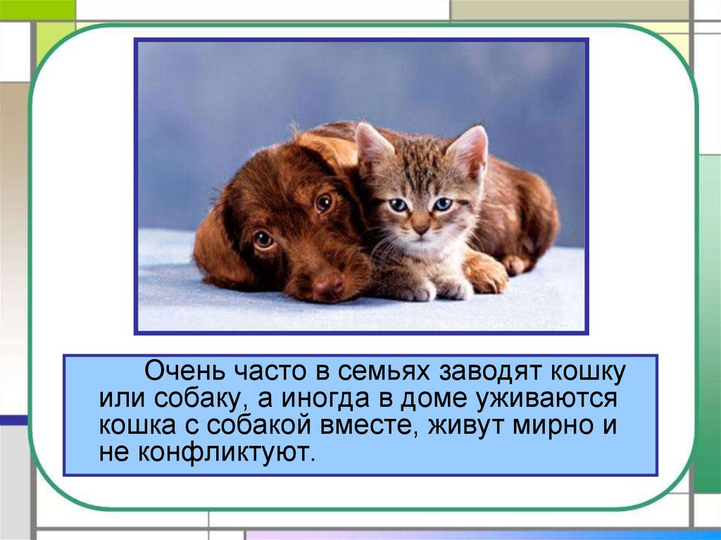 Презентация коты и кошки